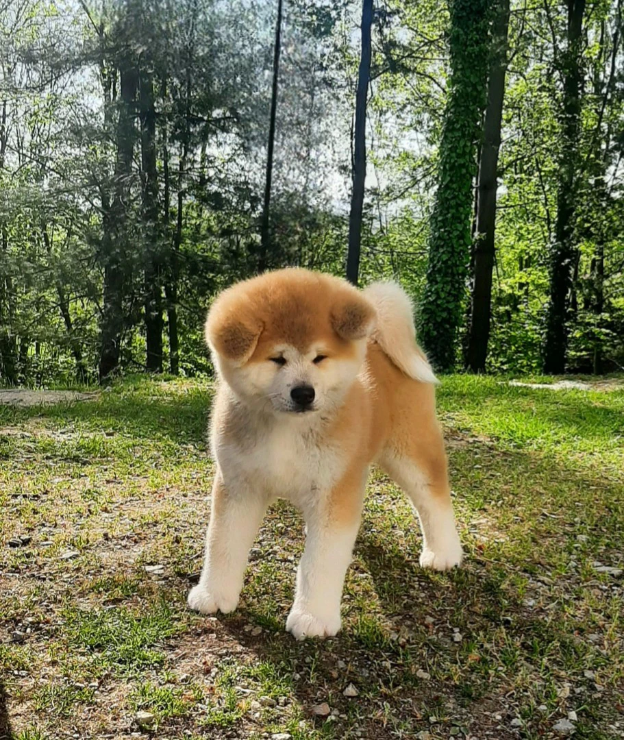 Disponibili cuccioli di Akita  | Foto 1