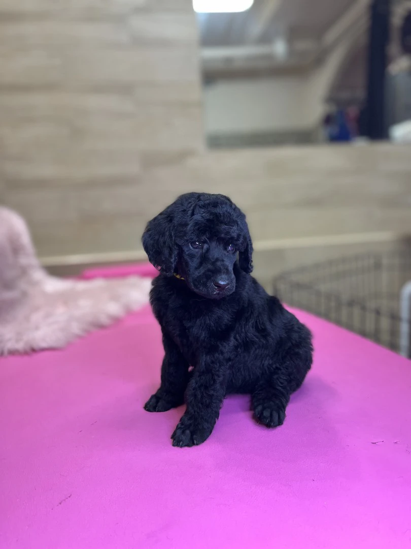 Cucciolata di barboni grande m | Foto 10