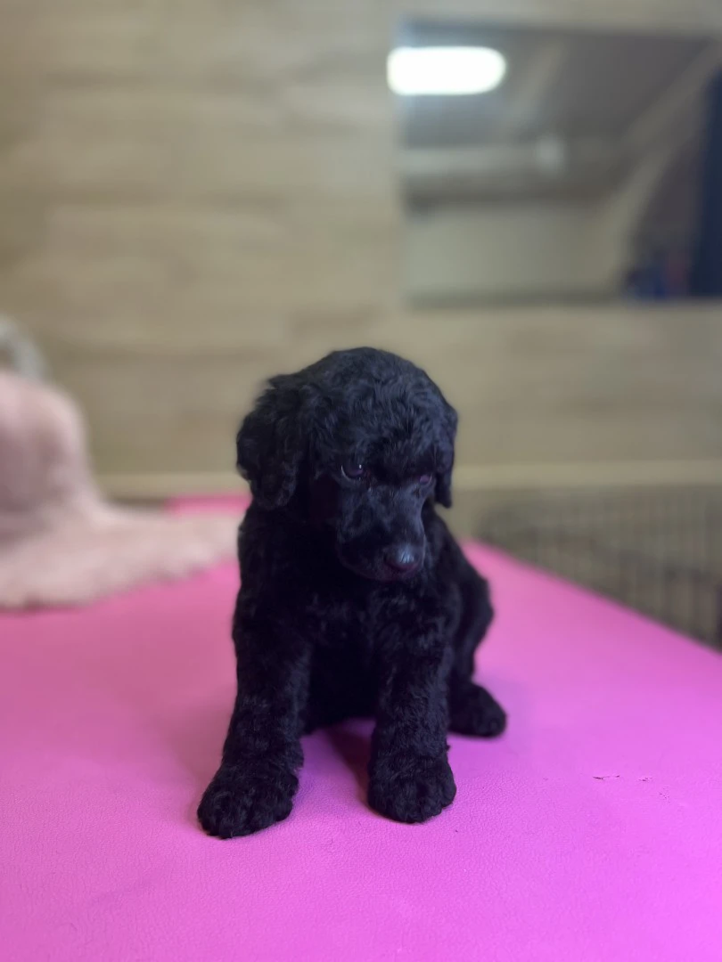 Cucciolata di barboni grande m | Foto 9