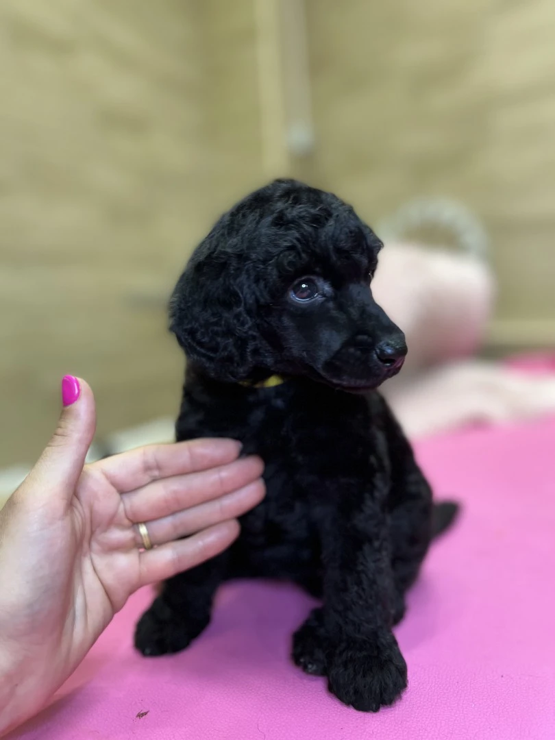 Cucciolata di barboni grande m | Foto 1