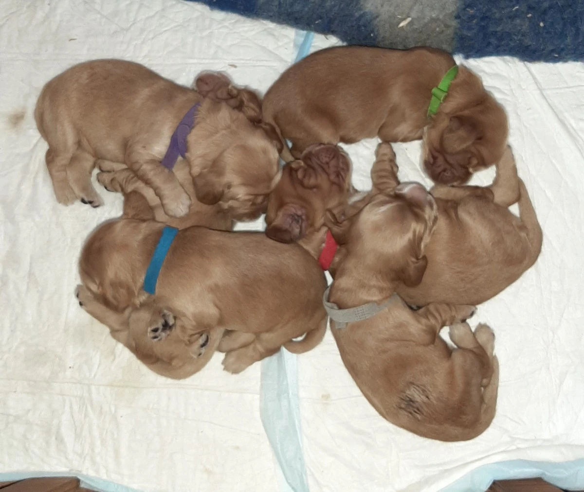 Cucciolate di Cocker Spaniel i | Foto 3