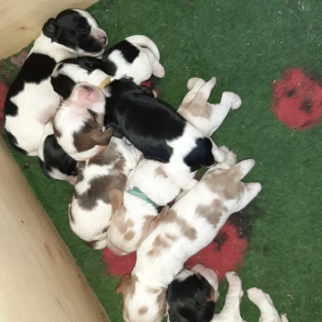 Cuccioli di Cocker Spaniel ing | Foto 2