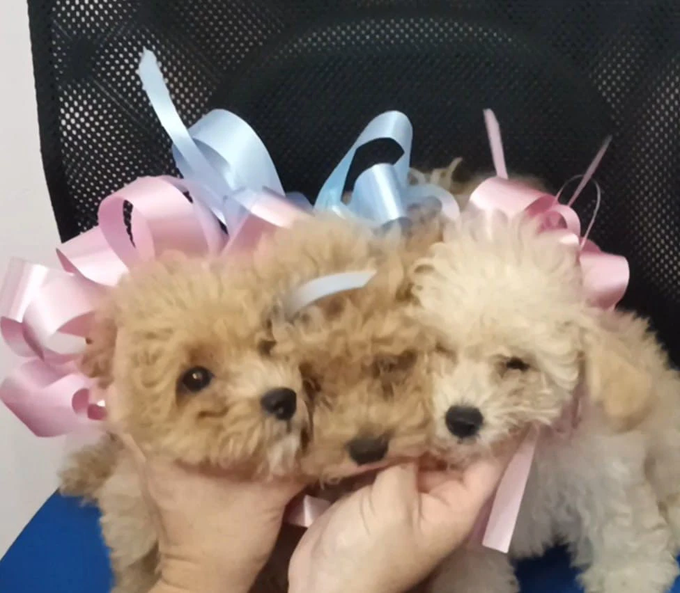 Cuccioli di barboncino Toy !!! | Foto 2