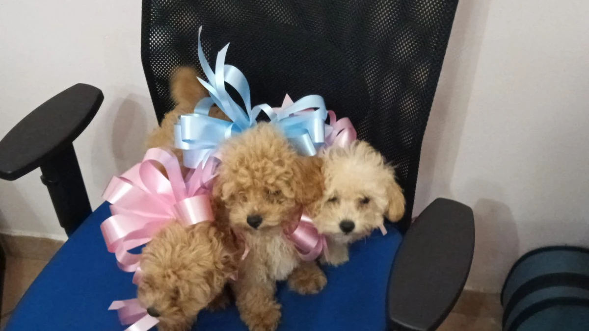 Cuccioli di barboncino Toy !!! | Foto 1