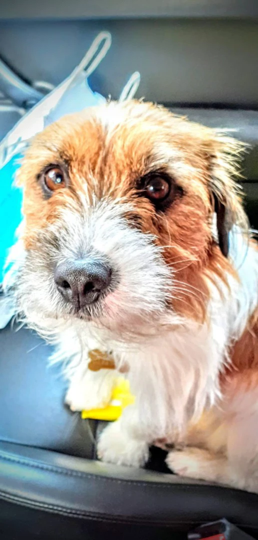 Cuccioli di Jack Russell, disp | Foto 9