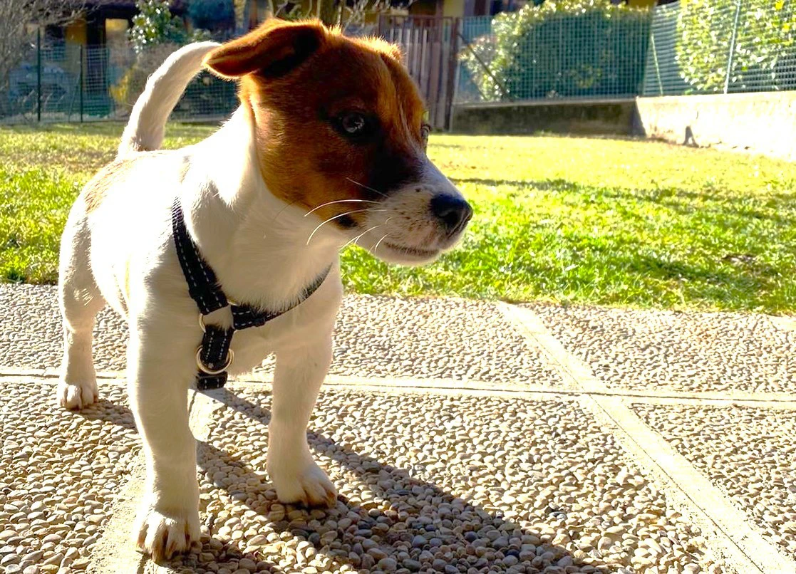 Cuccioli di Jack Russell, disp | Foto 11