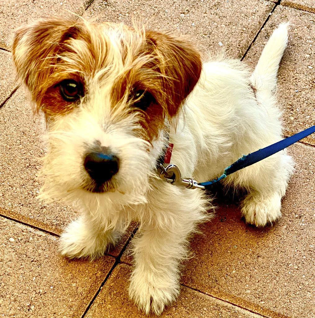 Cuccioli di Jack Russell, disp | Foto 6