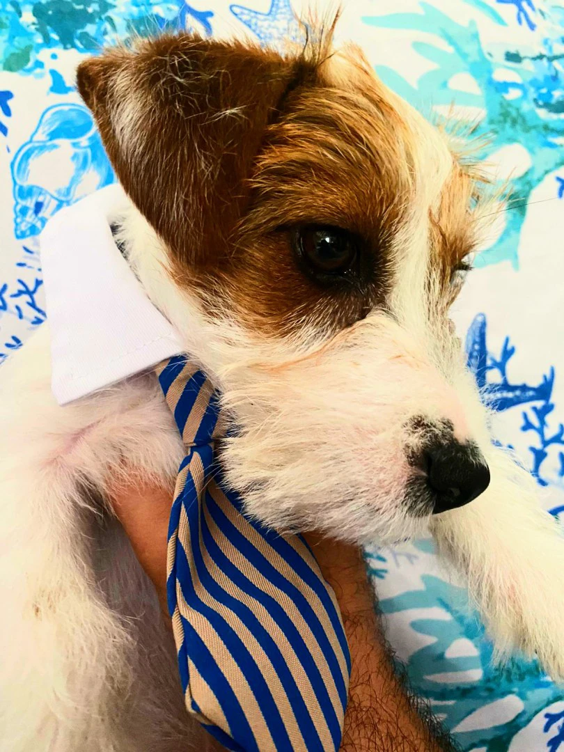 Cuccioli di Jack Russell, disp | Foto 5