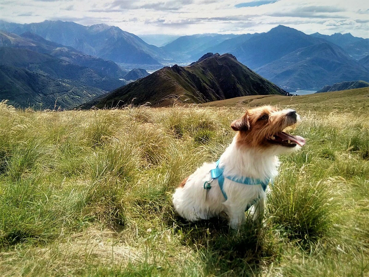 Cuccioli di Jack Russell, disp | Foto 2
