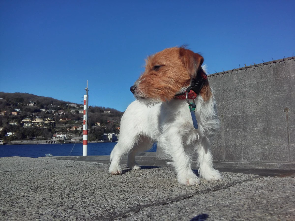 Cuccioli di Jack Russell, disp | Foto 3