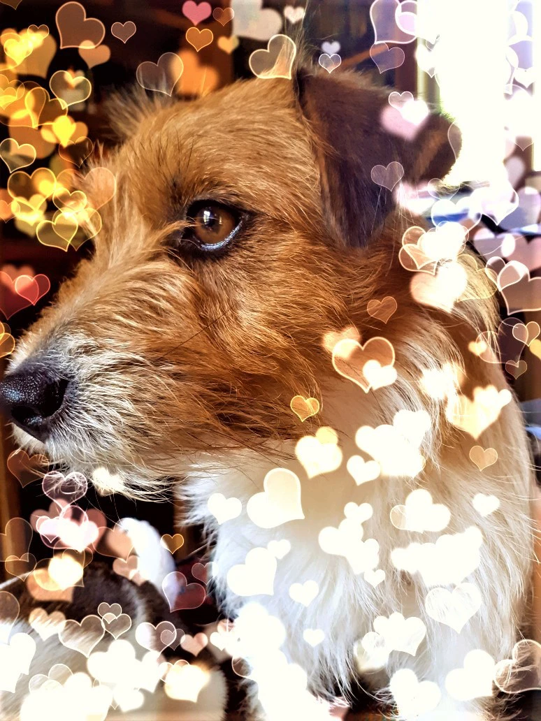 Cuccioli di Jack Russell, disp | Foto 4