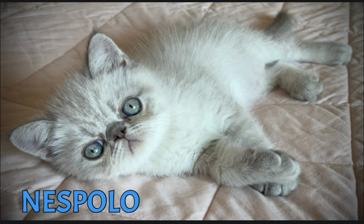 Nespolo exotic blu tabby point | Foto 2