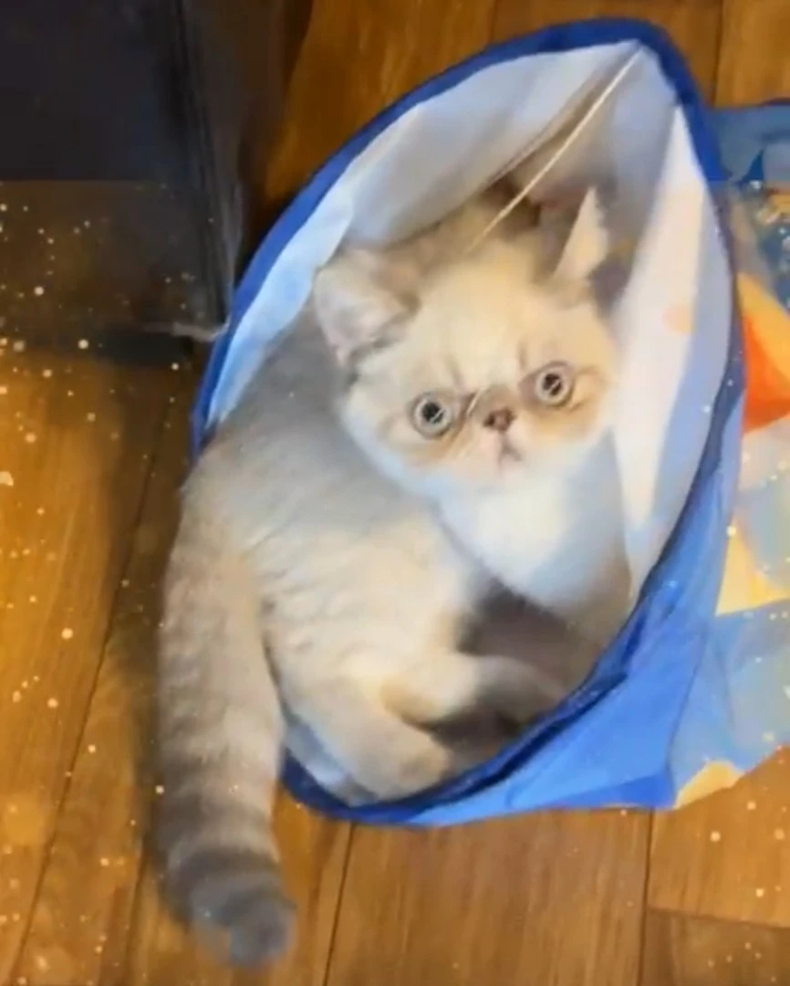 Nespolo exotic blu tabby point | Foto 1