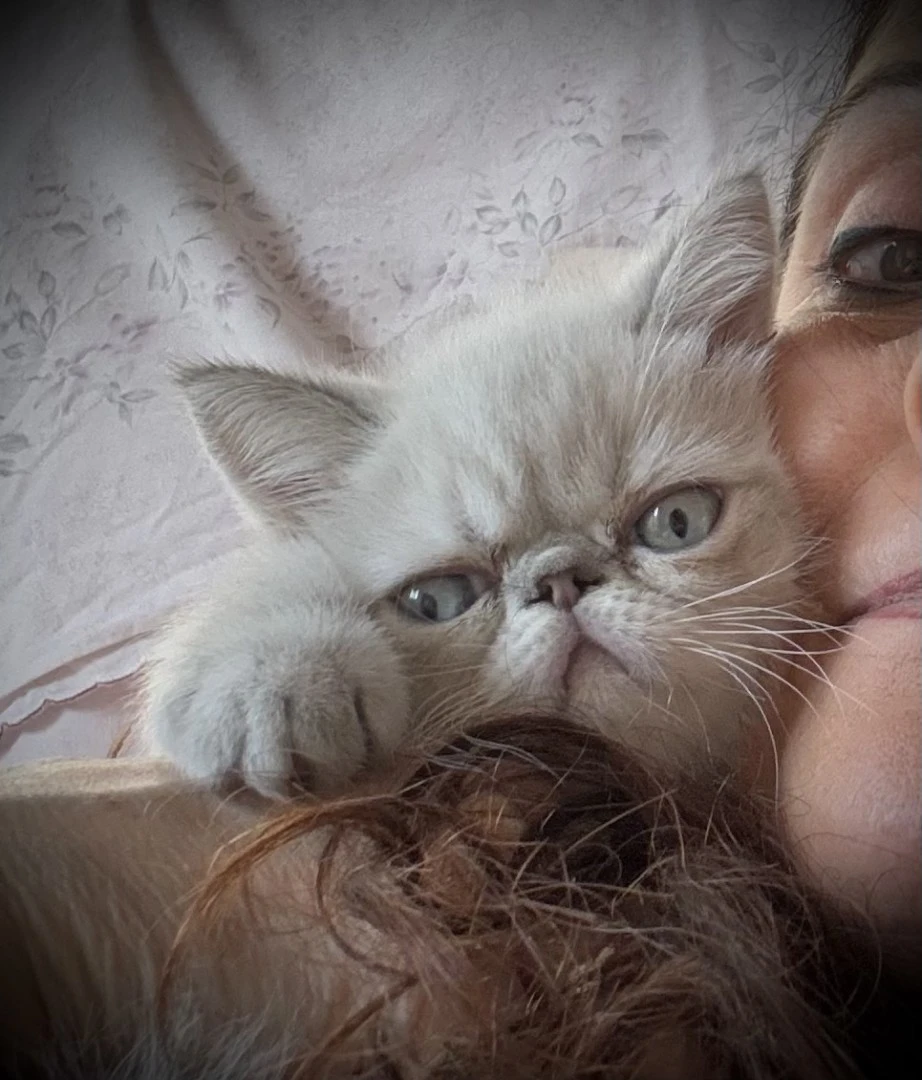 Nespolo, cucciolo exotic blu t | Foto 7