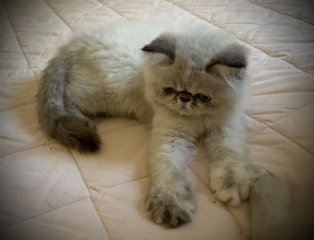 NOCCIOLINA PERSIANA SEAL TABBY | Foto 8