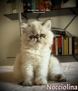 NOCCIOLINA PERSIANA SEAL TABBY | Foto 6