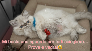 NOCCIOLINA PERSIANA SEAL TABBY | Foto 3