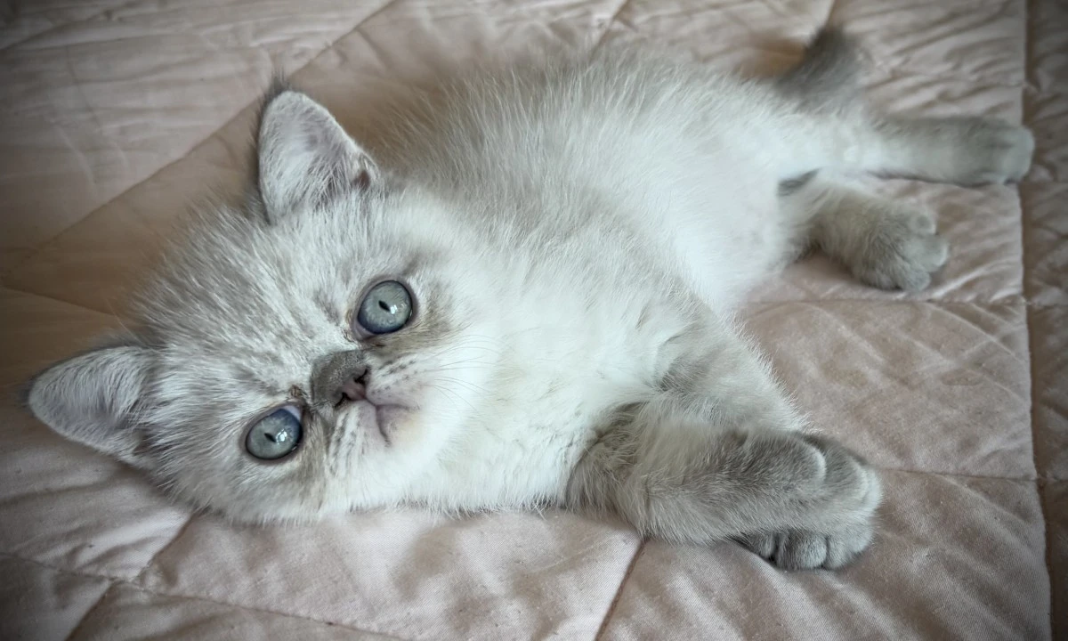 Nespolo, cucciolo exotic blu t | Foto 6