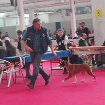 boxer cuccioli disponibili di  | Foto 4
