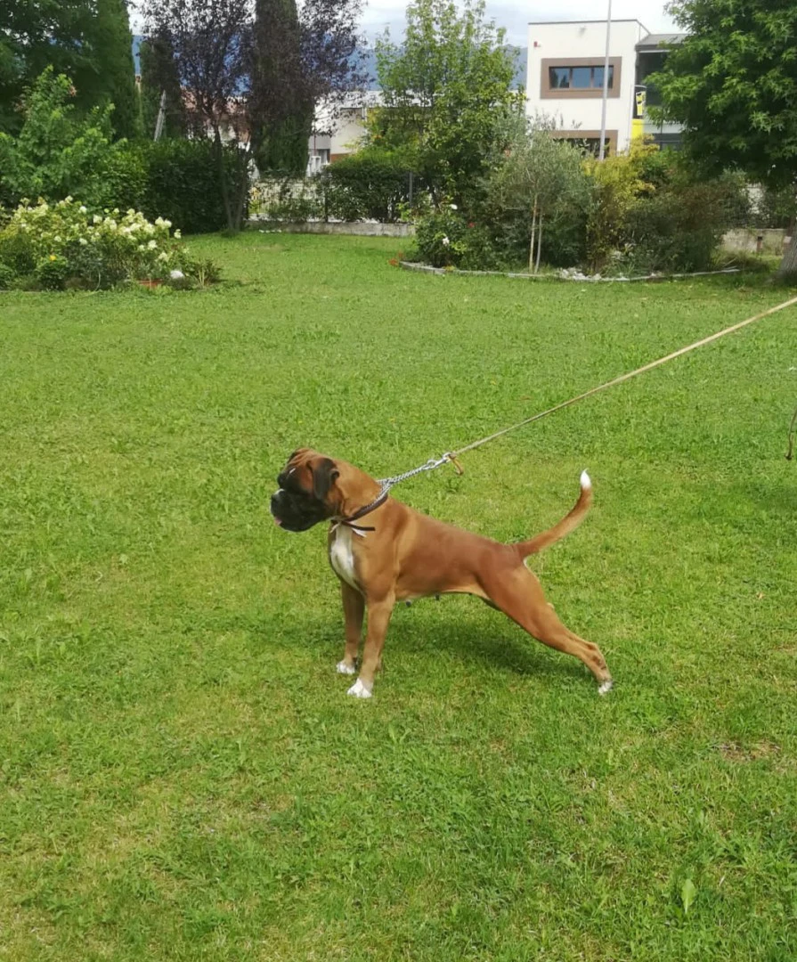 boxer cuccioli disponibili di  | Foto 3