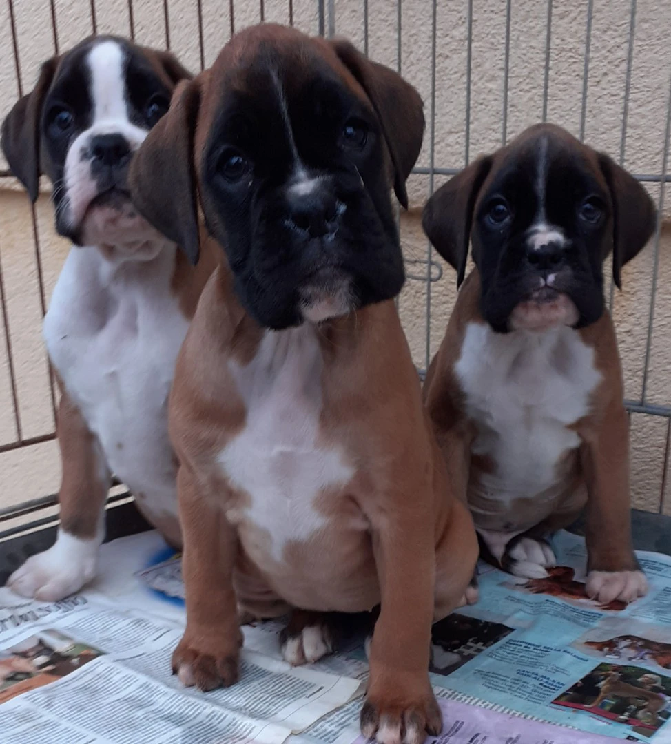 boxer cuccioli disponibili di  | Foto 2