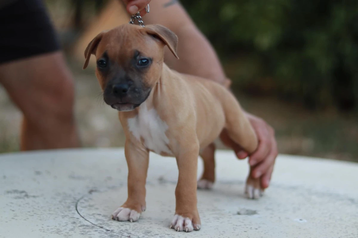 Disponibili alla vendita cucci | Foto 1