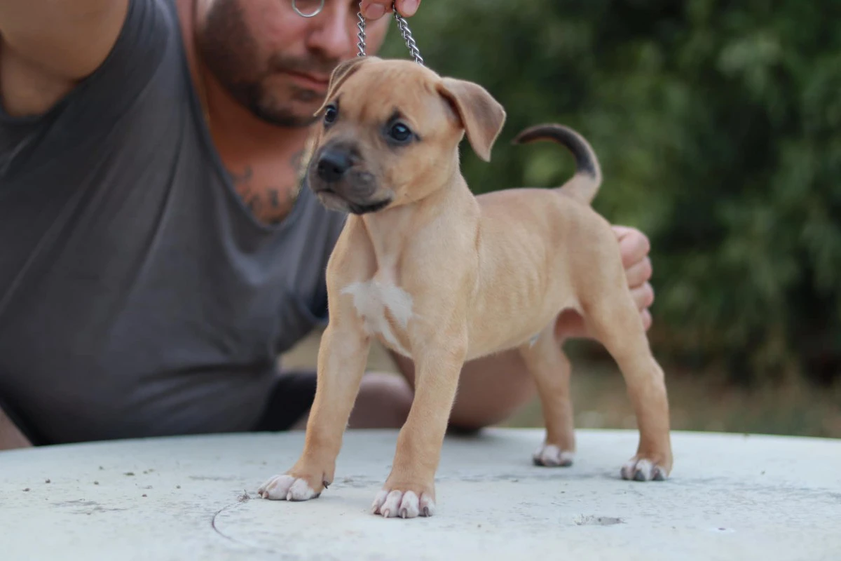 Disponibili alla vendita cucci | Foto 2