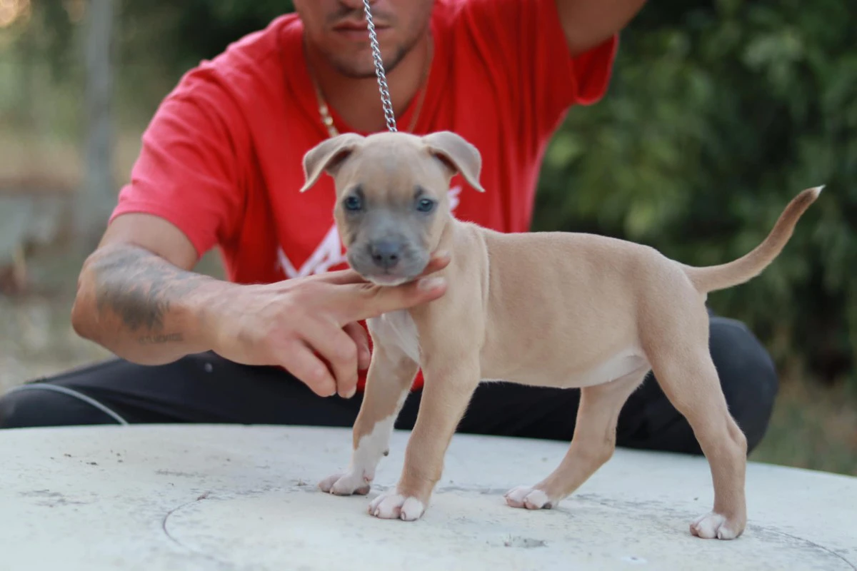Disponibili alla vendita cucci | Foto 4