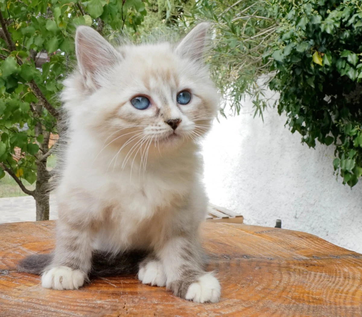 Una cucciolata strepitosa da m | Foto 6