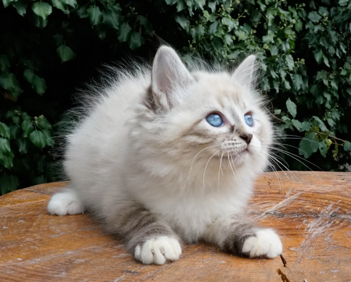 Una cucciolata strepitosa da m | Foto 11