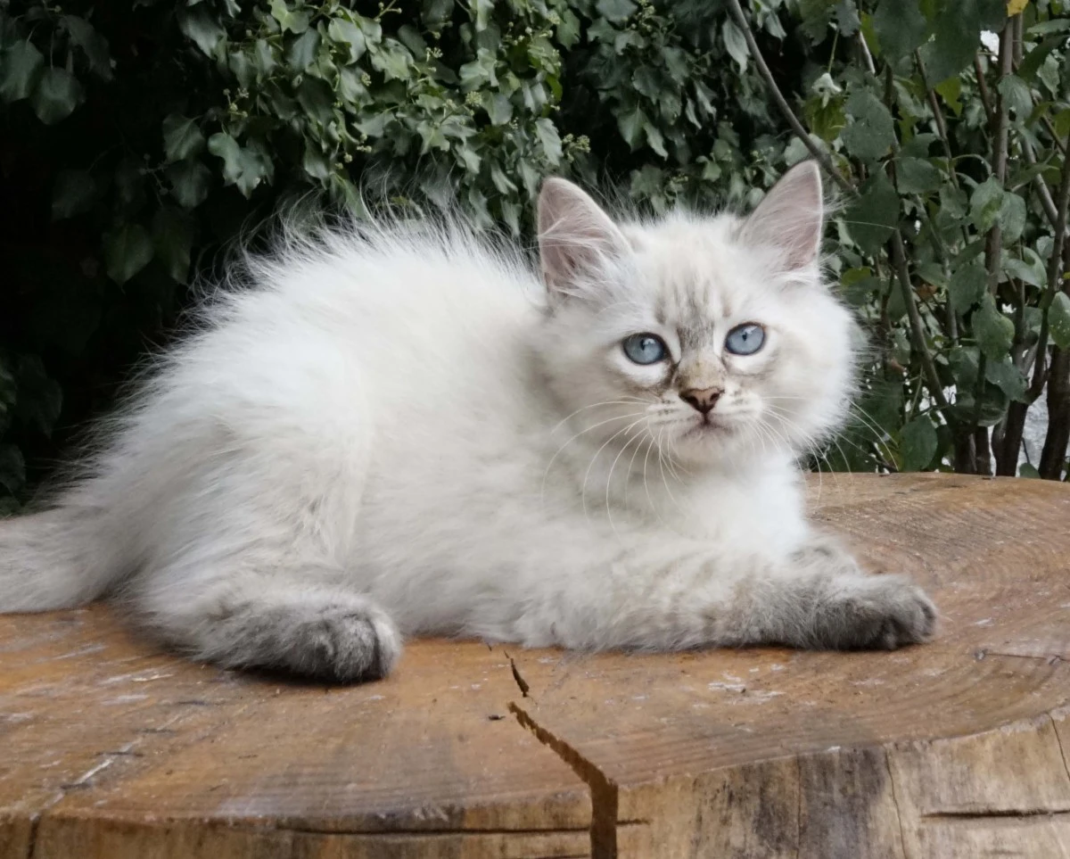 Una cucciolata strepitosa da m | Foto 2