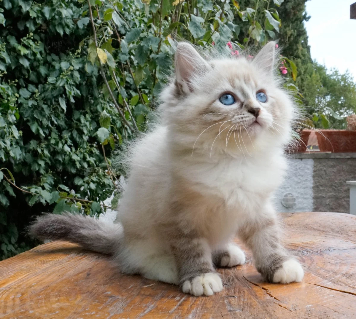 Una cucciolata strepitosa da m | Foto 7