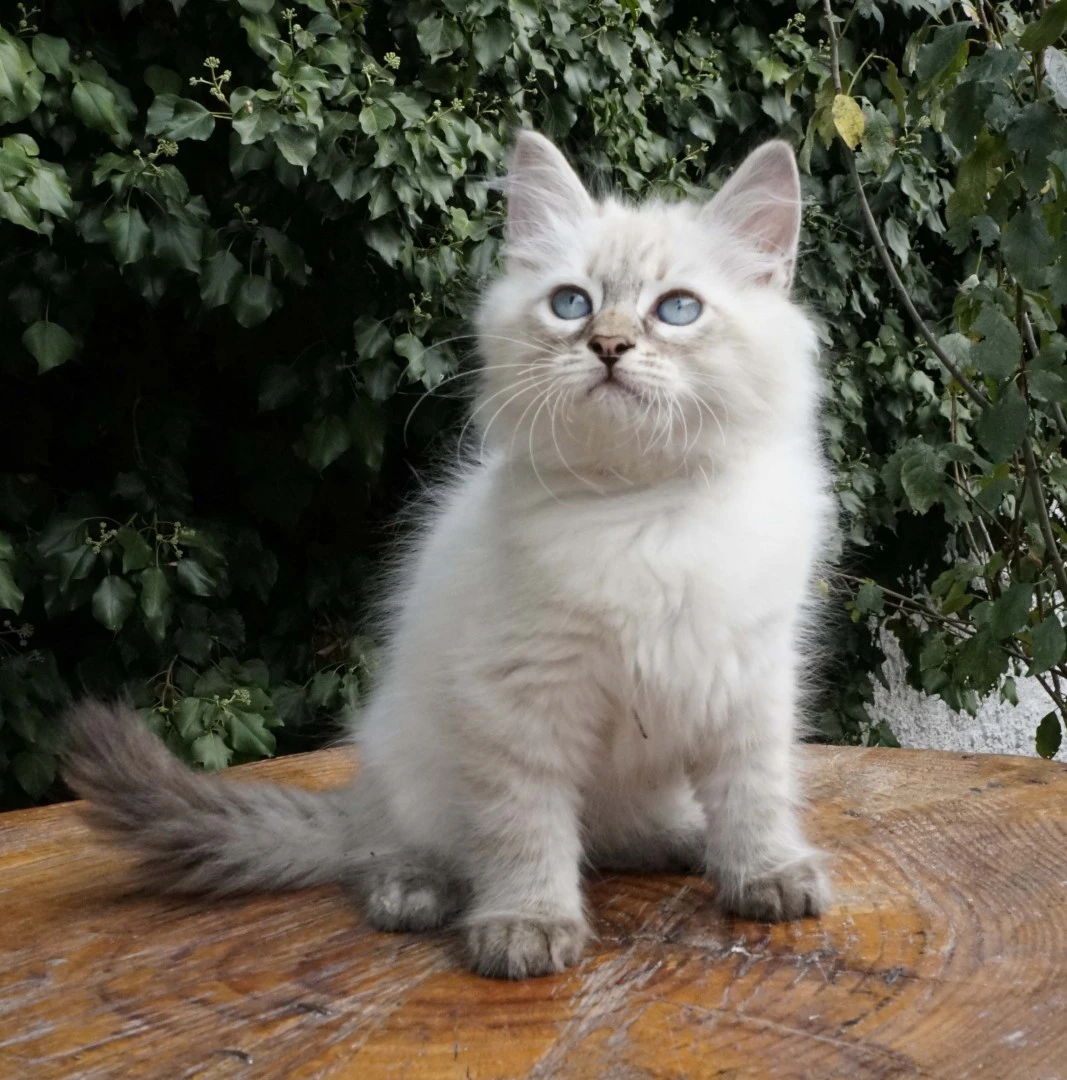 Una cucciolata strepitosa da m | Foto 3