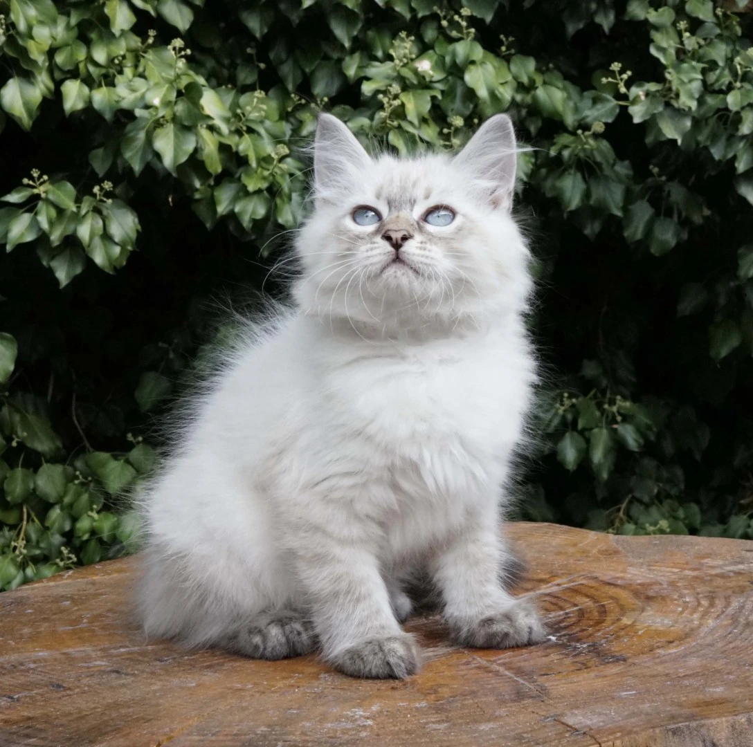 Una cucciolata strepitosa da m | Foto 1