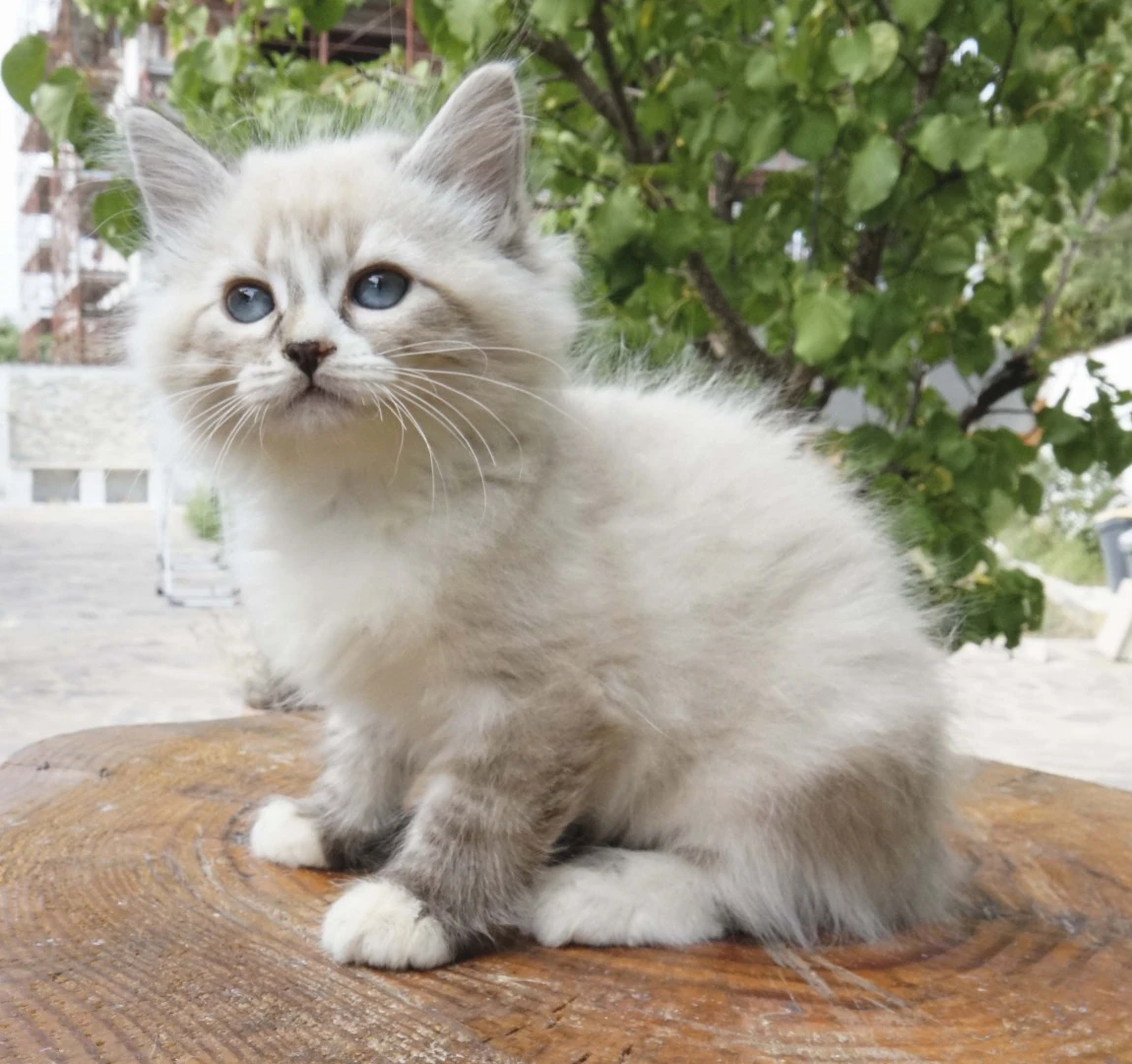 Una cucciolata strepitosa da m | Foto 8
