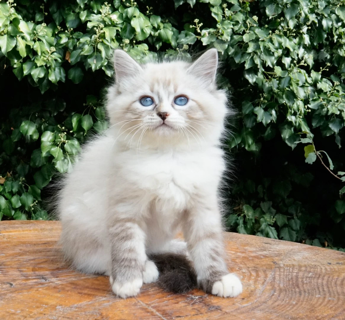 Una cucciolata strepitosa da m | Foto 9