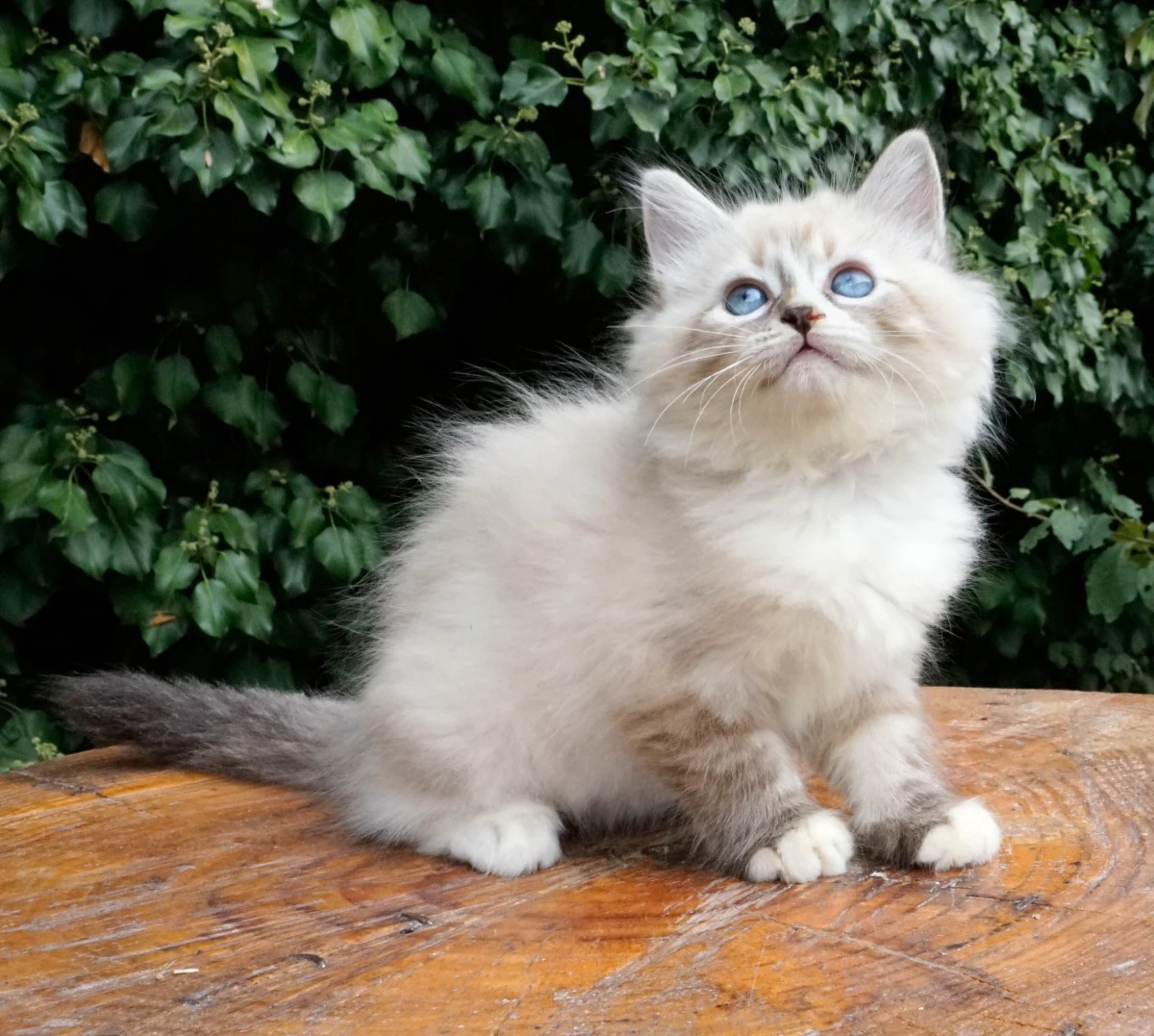 Una cucciolata strepitosa da m | Foto 10