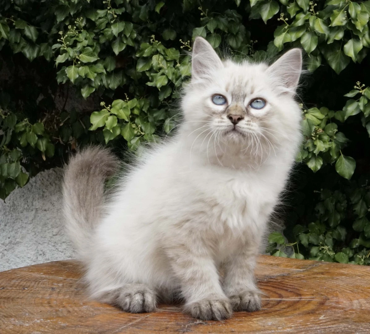 Una cucciolata strepitosa da m | Foto 5