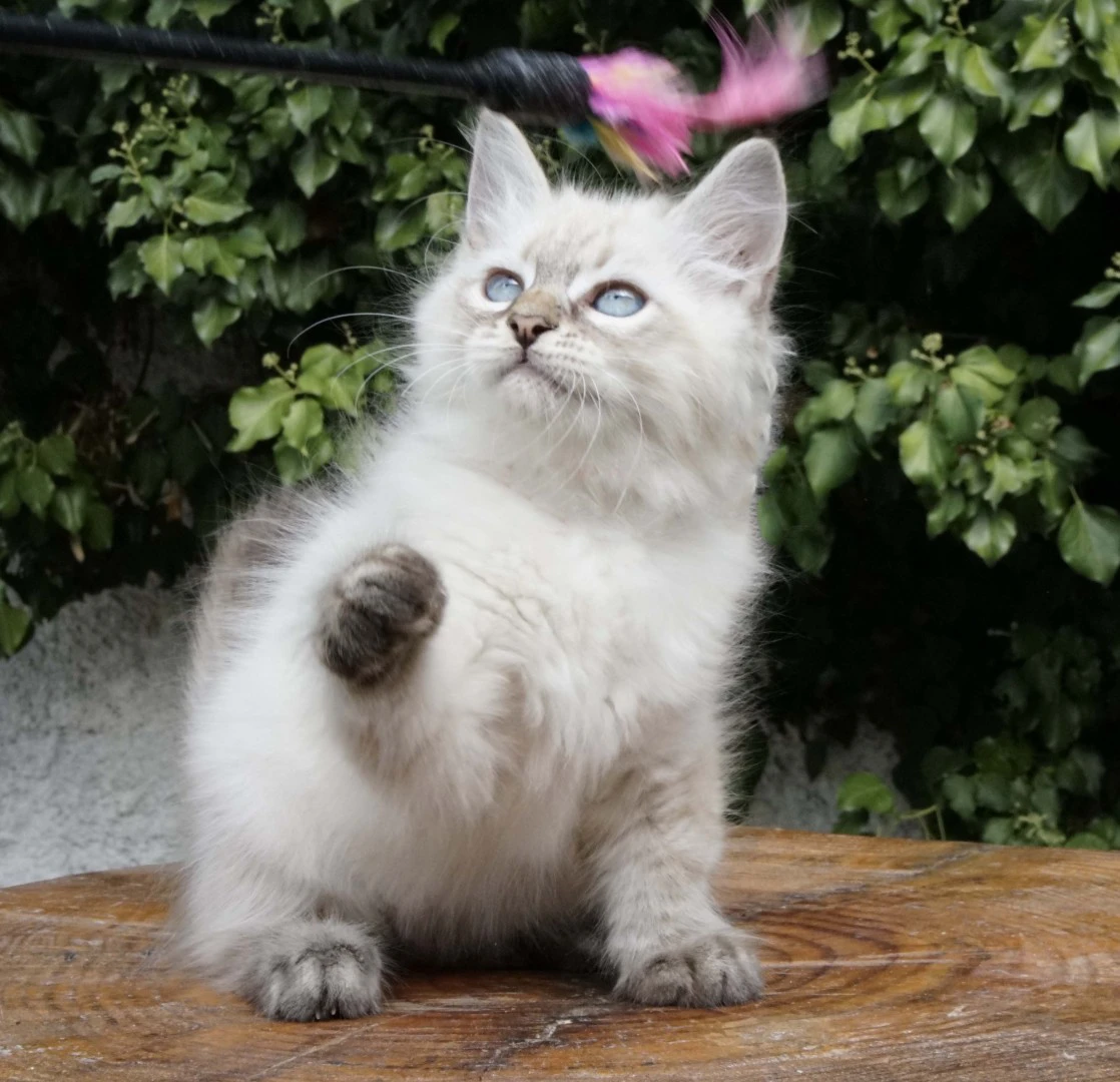 Una cucciolata strepitosa da m | Foto 4