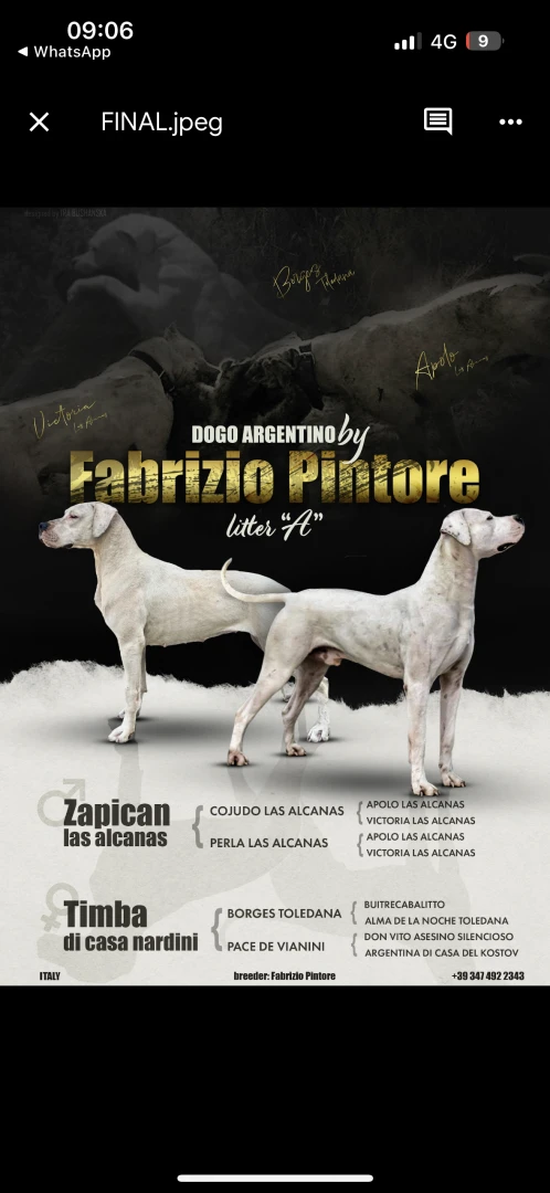 Saranno disponibili tra 60 gio | Foto 1