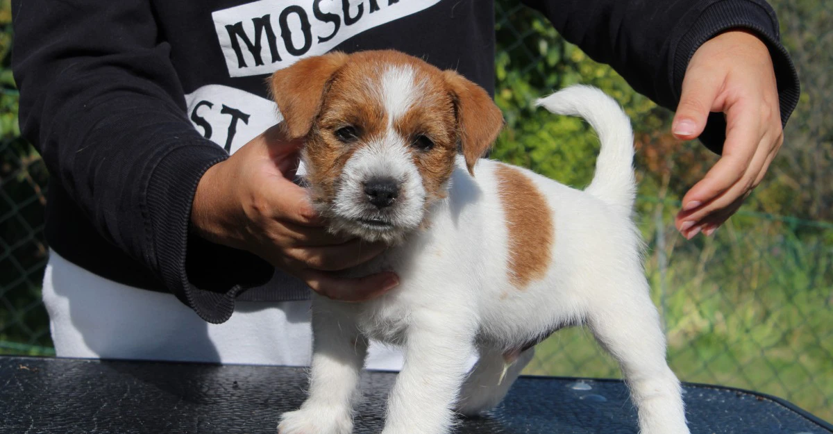 Disponibile cucciolo maschio d | Foto 2