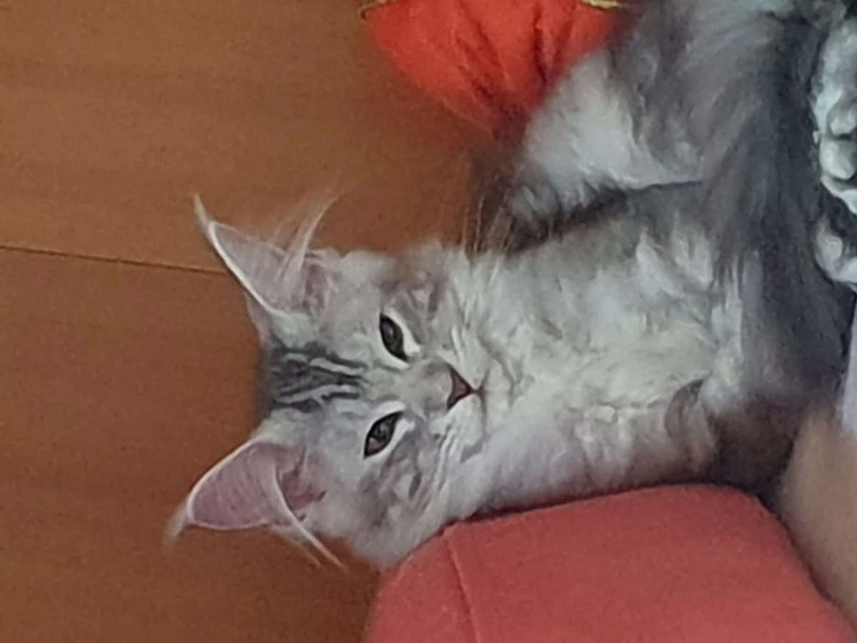 Siamo un piccolo allevamento a | Foto 1