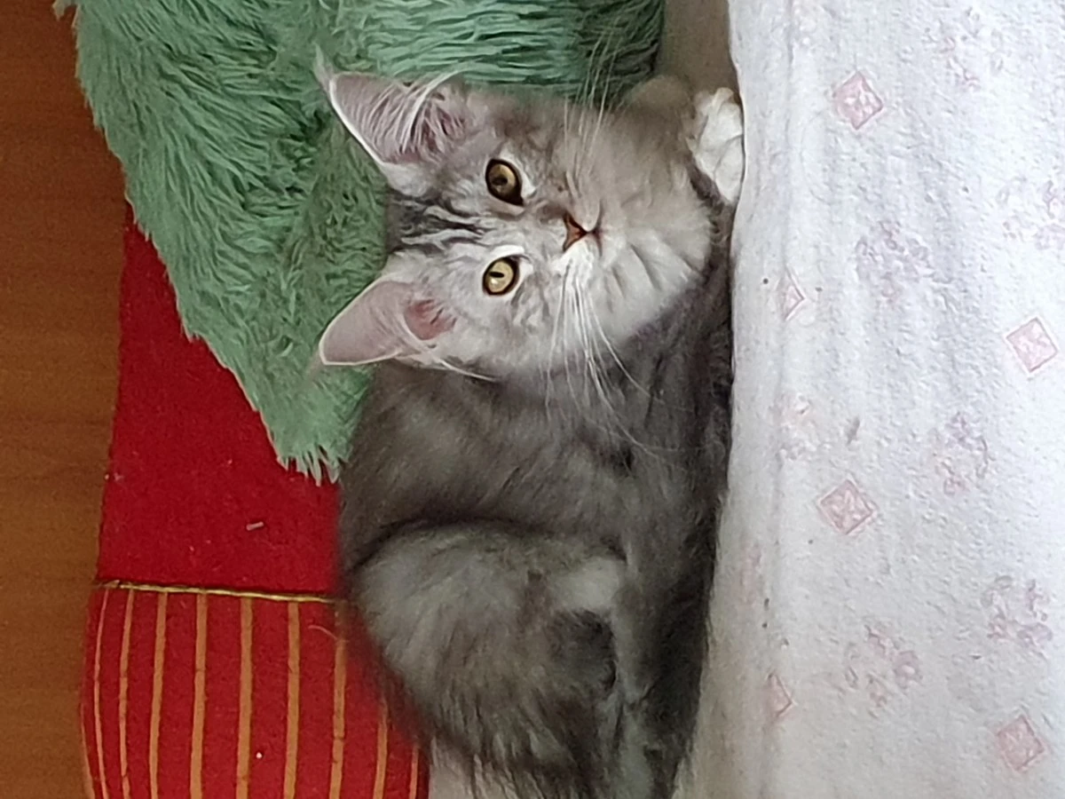 Siamo un piccolo allevamento a | Foto 5