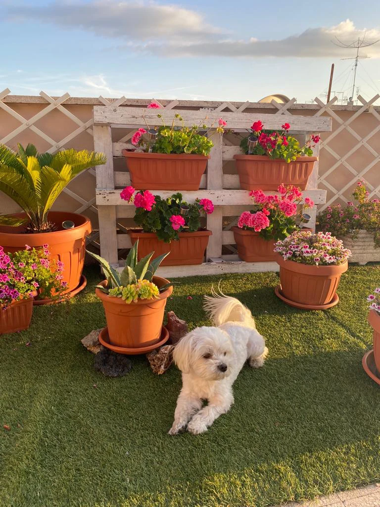 Cerco Maltese femmina per acco | Foto 3