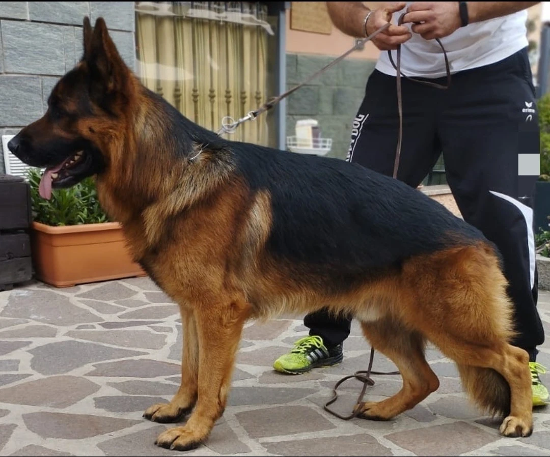 Disponibile per accoppiamento. | Foto 2