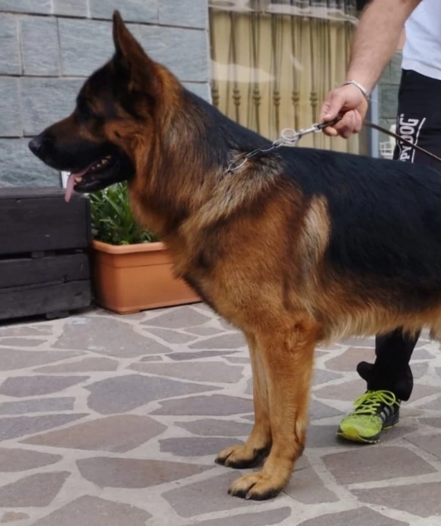 Disponibile per accoppiamento. | Foto 3