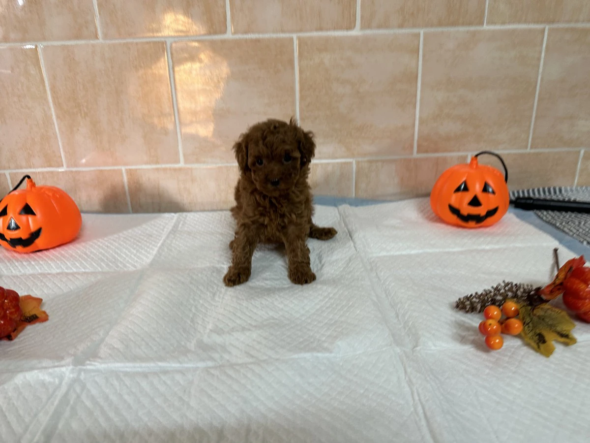Disponibili cuccioli di barbon | Foto 4