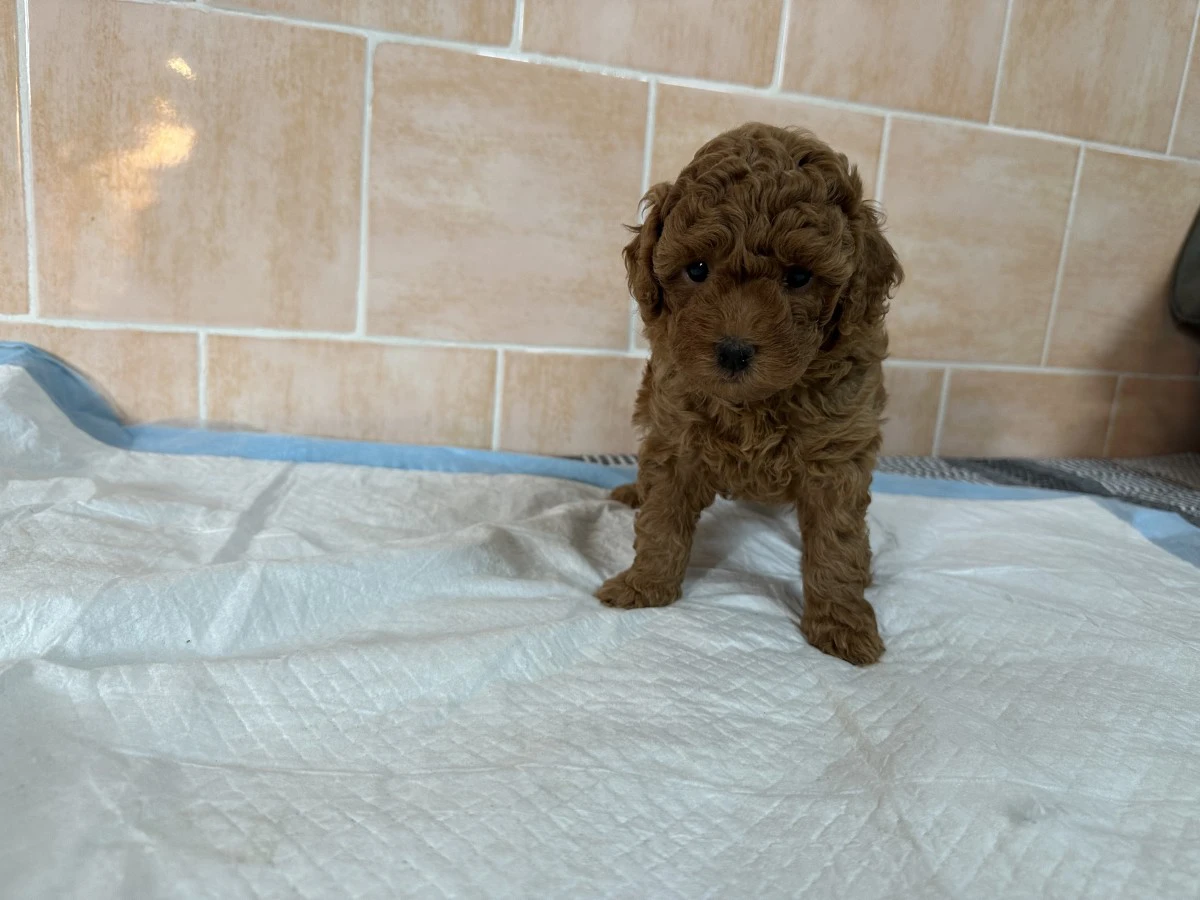 Disponibili cuccioli di barbon | Foto 2