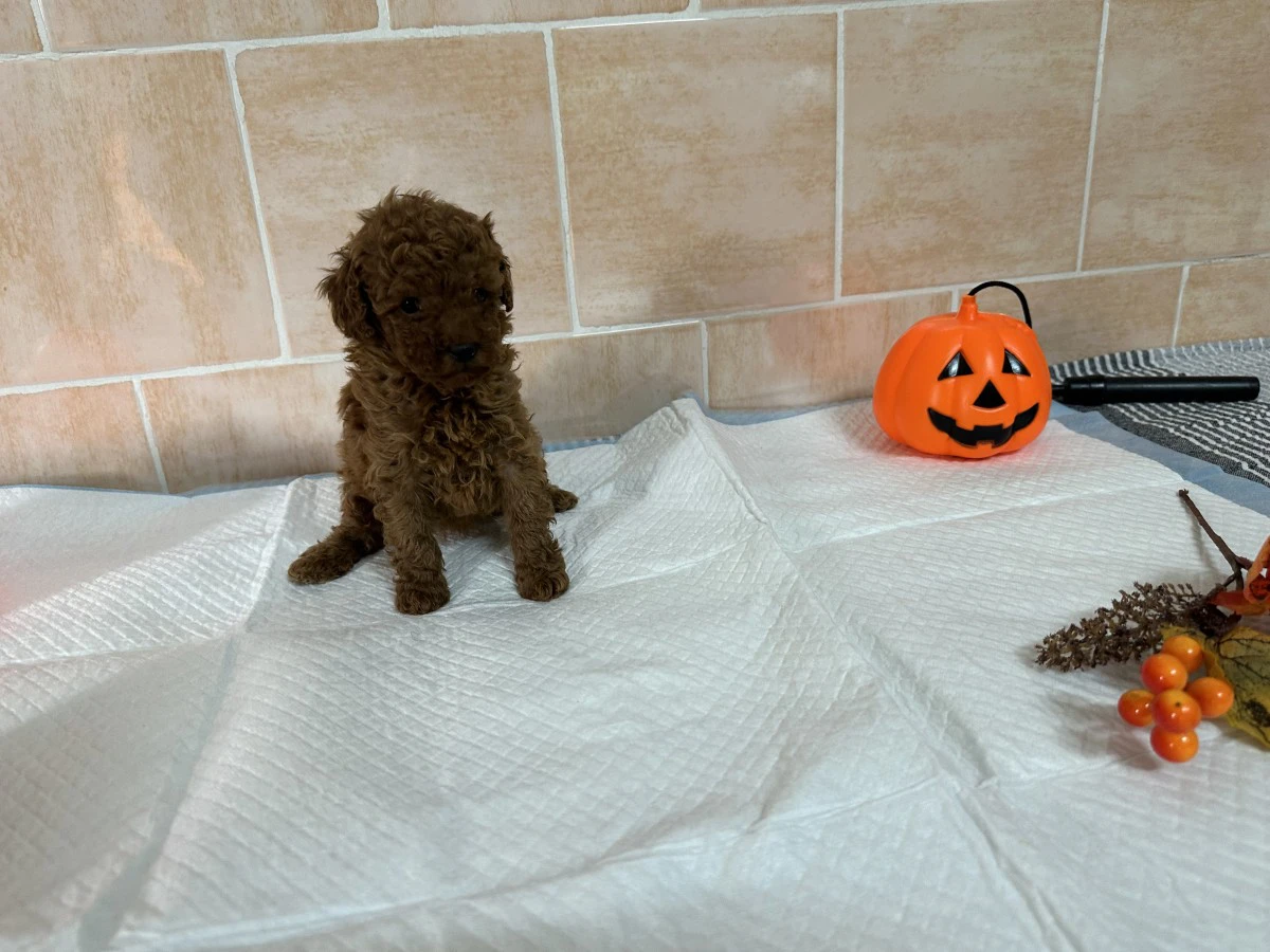 Disponibili cuccioli di barbon | Foto 3