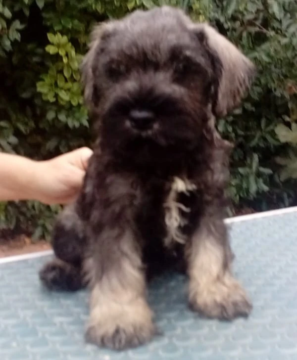 Disponibili bellissimi cucciol | Foto 1